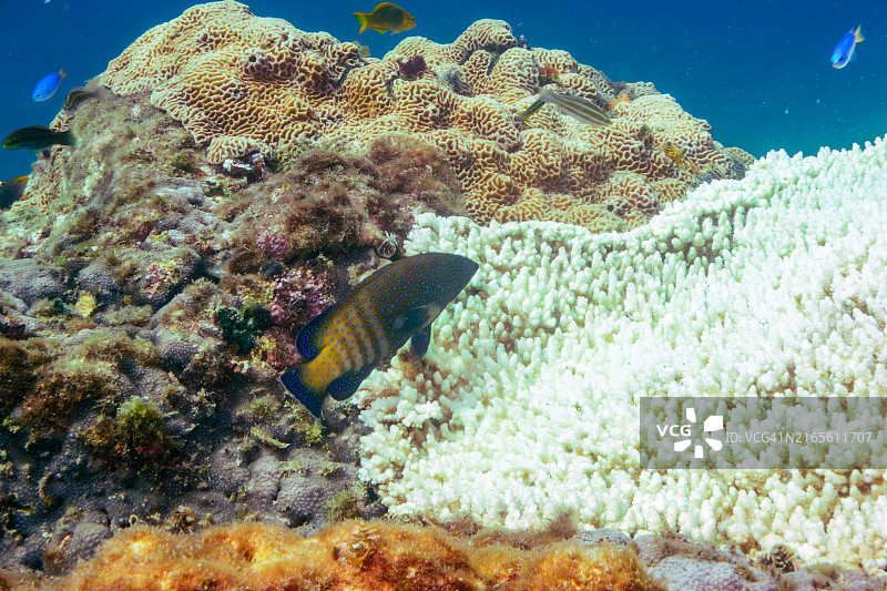 美丽的孔雀石斑鱼、人字蝶鱼、天蓝雀鲷等图片素材