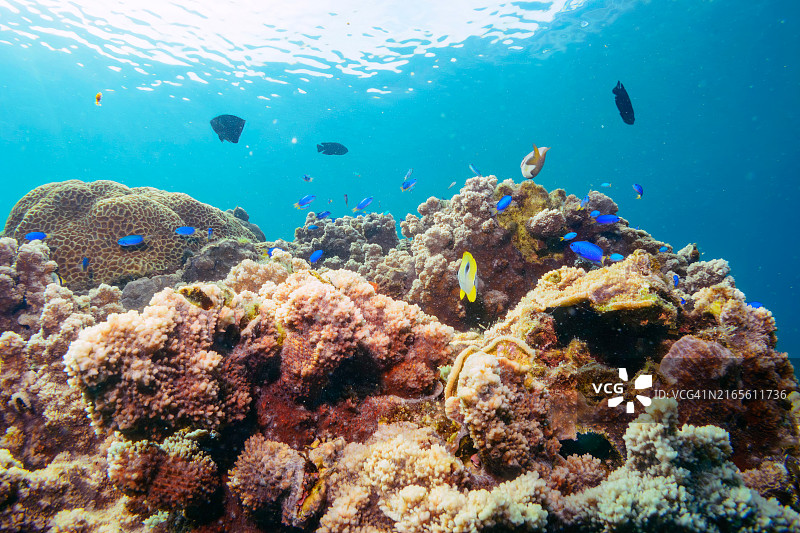 泪滴蝴蝶鱼、人字蝴蝶鱼和天蓝雀鲷鱼群的珊瑚礁图片素材