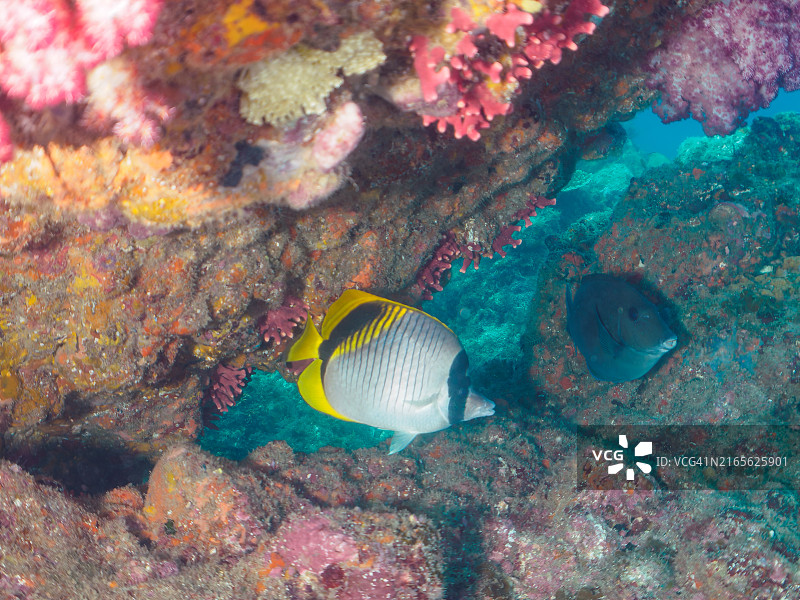 美丽的线纹蝴蝶鱼群、锯尾鱼幼鱼、斑鲣及其他鱼类，软珊瑚草莓珊瑚图片素材
