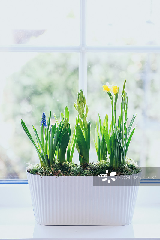 厨房窗台上白色金属罐中的春季球茎花卉图片素材