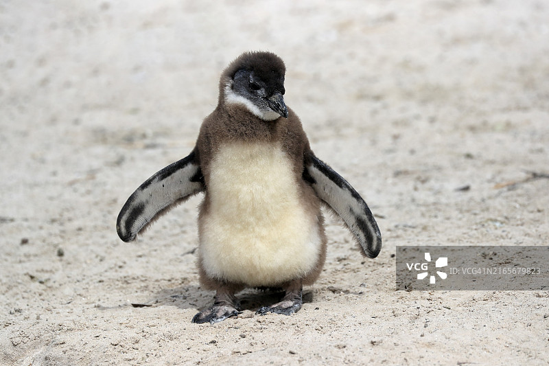 非洲企鹅(Spheniscus demersus),幼年个体,在海滩上,位于南非西开普省西蒙镇的巨石海滩图片素材