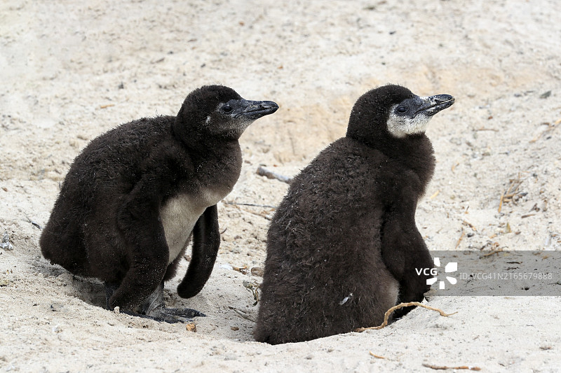 非洲企鹅(Spheniscus demersus),两只幼鸟,位于南非西开普省西蒙镇的巨石海滩图片素材