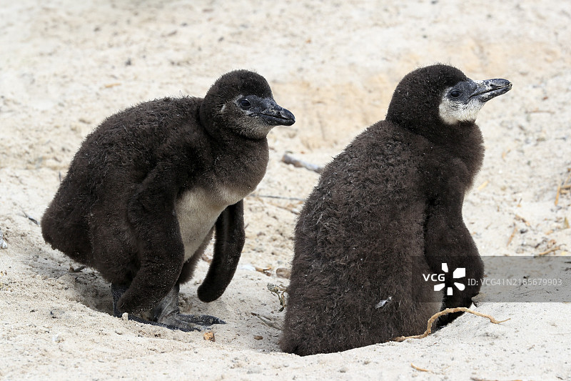 非洲企鹅(Spheniscus demersus),两只幼鸟,位于南非西开普省西蒙镇的巨石海滩图片素材