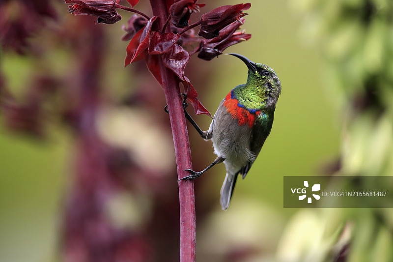 南非开普敦克斯腾伯斯植物园：成年披肩太阳鸟在巨型蜜花上觅食图片素材