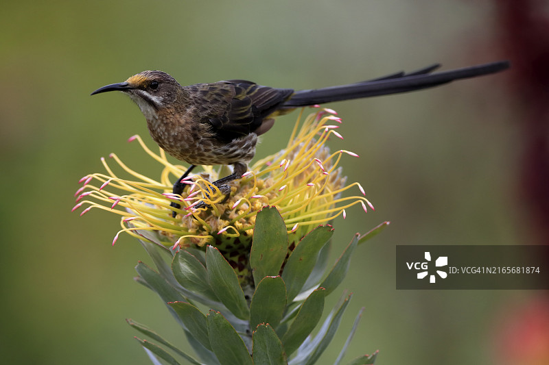 开普敦克斯腾博斯植物园的非洲蜜鸟图片素材