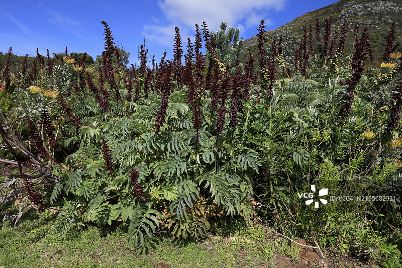 南非开普敦克尔斯滕博斯植物园的大蜜花灌木图片素材