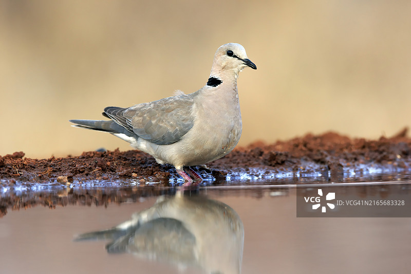 南非克鲁格国家公园：成年鸽斑鸠在水中图片素材