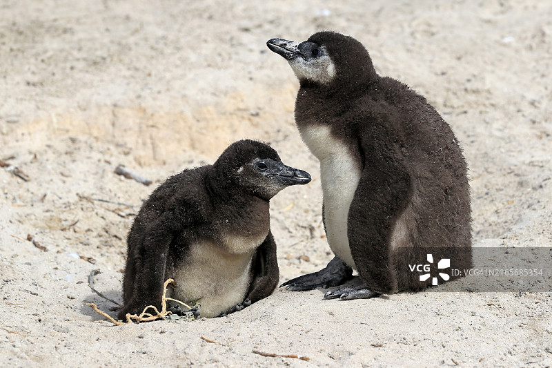 非洲企鹅(Spheniscus demersus),两只幼鸟,位于南非西开普省西蒙镇的巨石海滩图片素材