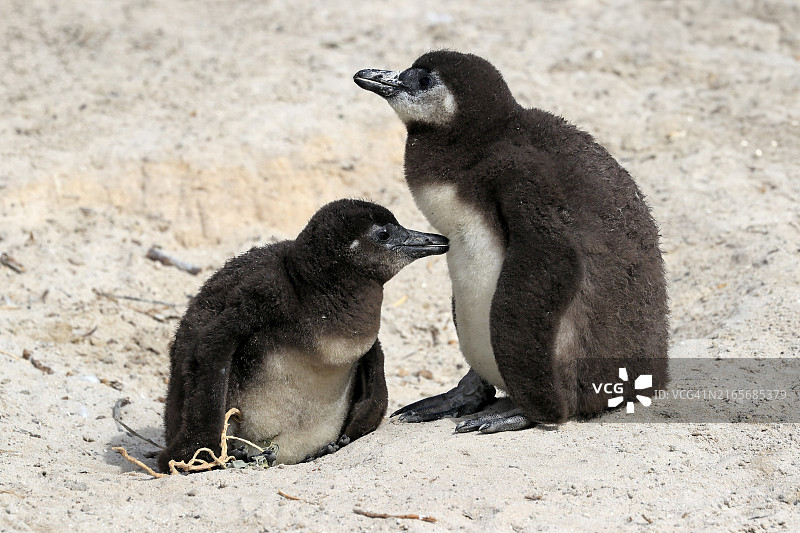 非洲企鹅(Spheniscus demersus),两只幼鸟,位于南非西开普省西蒙镇的巨石海滩图片素材