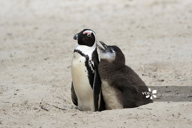 非洲企鹅(Spheniscus demersus)与幼崽在巢穴乞食,位于南非西开普省西蒙镇的巨石海滩图片素材