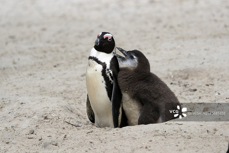 非洲企鹅(Spheniscus demersus)与幼崽在巢穴乞食,位于南非西开普省西蒙镇的巨石海滩图片素材