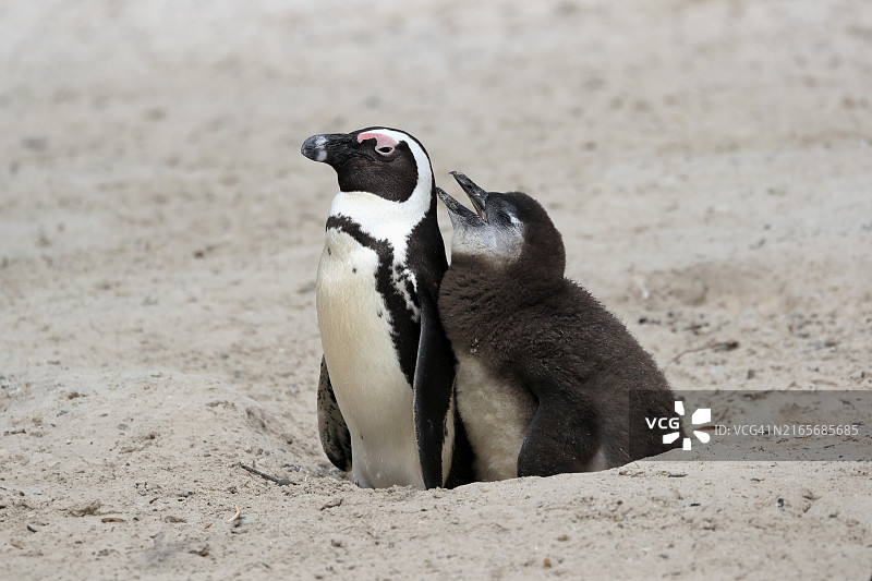 非洲企鹅(Spheniscus demersus)与幼崽在巢穴乞食,位于南非西开普省西蒙镇的巨石海滩图片素材