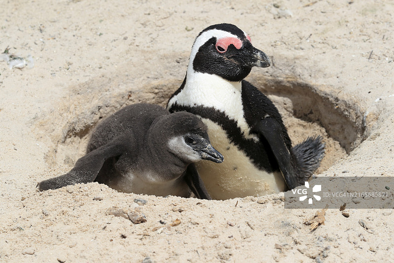 南非西蒙镇巨石海滩巢穴中的成年非洲企鹅及其幼崽图片素材