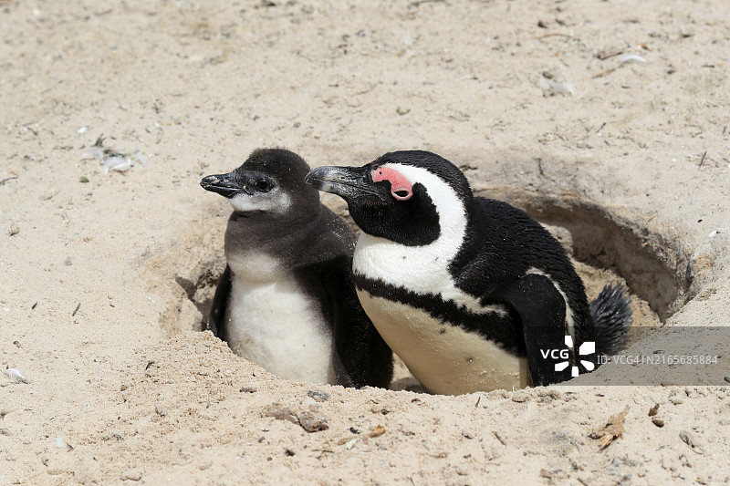 南非西蒙镇巨石海滩巢穴中的成年非洲企鹅及其幼崽图片素材