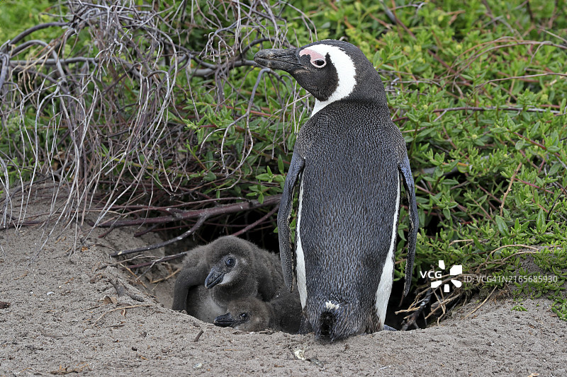 非洲企鹅（Spheniscus demersus），成年企鹅与幼崽在繁殖巢穴，南非西开普省斯托尼角自然保护区贝蒂湾图片素材