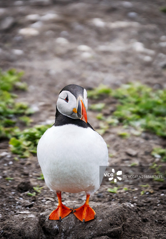 法恩群岛内法恩岛上洞穴旁的海鹦图片素材