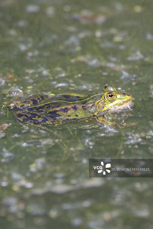 德国北莱茵-威斯特法伦明斯特产卵水域中的绿蛙图片素材