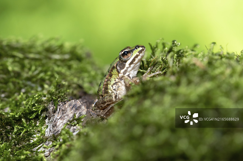 青蛙，德国萨克森州卢萨蒂亚图片素材