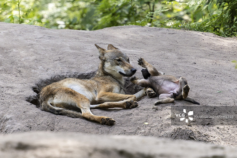 在土坑中休息的狼和幼崽，欧洲灰狼，德国，欧洲图片素材