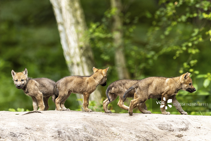 四只好奇的幼狼在德国森林的岩石区探索（欧洲灰狼）图片素材