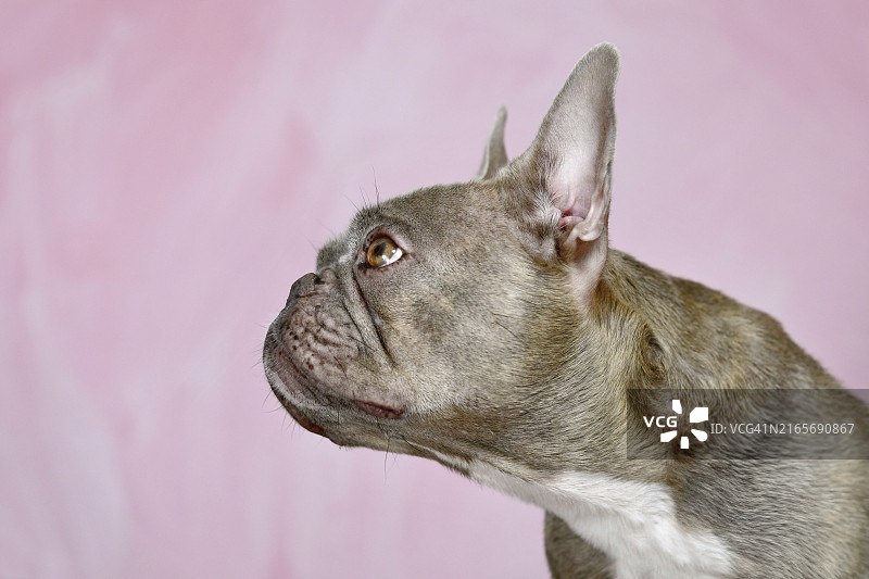 虎斑色法国斗牛犬侧面照图片素材