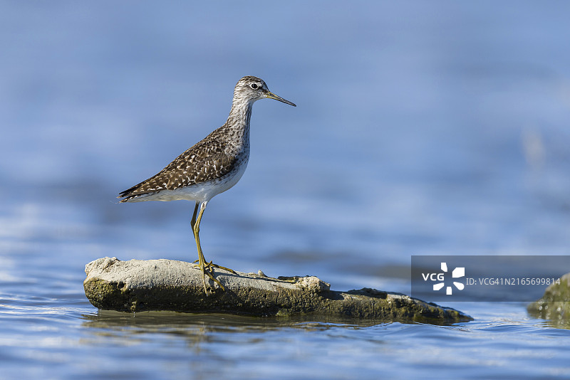池塘岩石上的绿鹬图片素材