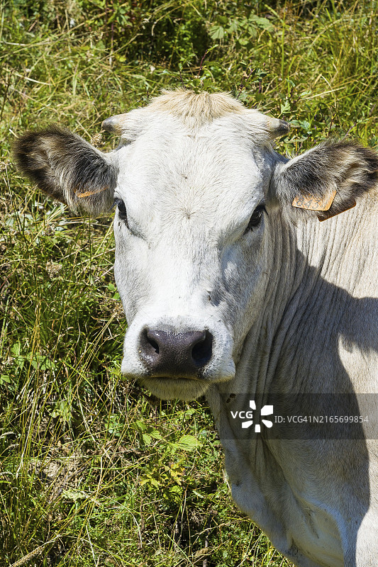意大利皮埃蒙特大区普拉托内沃索的奶牛图片素材
