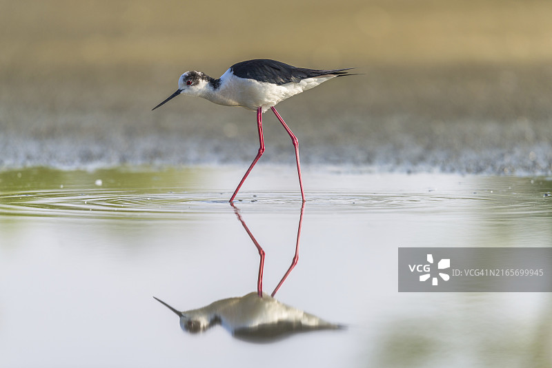 池塘中倒映的黑翅长脚鹬图片素材