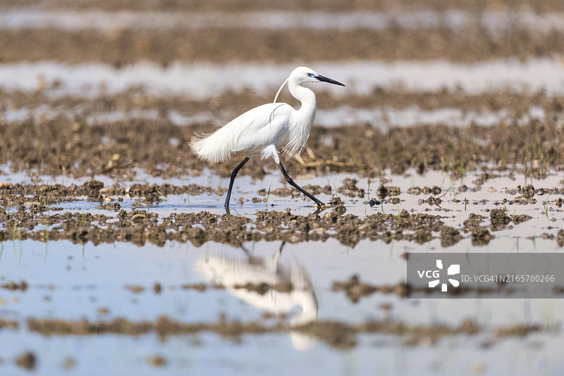 小白鹭在沼泽中觅食图片素材