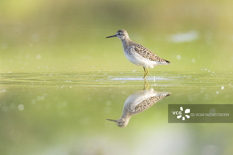 池塘中绿鹬的倒影图片素材