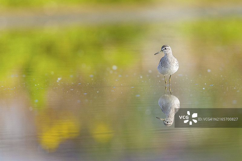 池塘中绿鹬的倒影图片素材