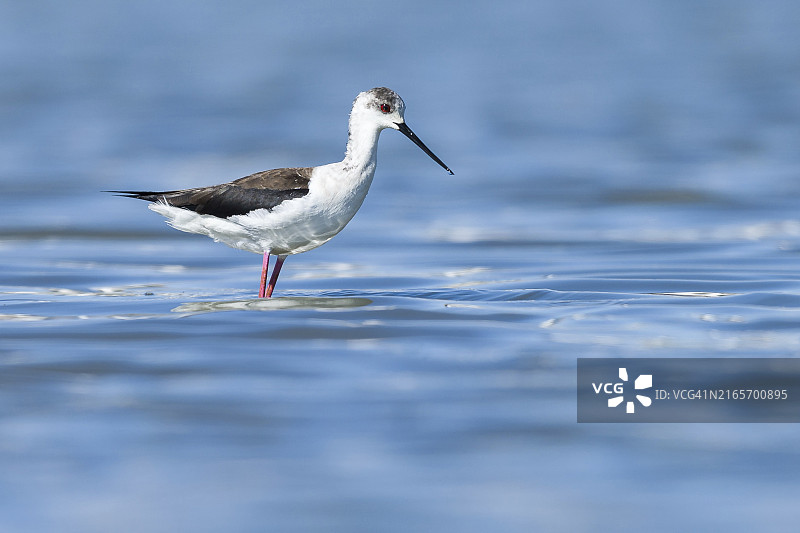 池塘里的黑翅长脚鹬图片素材