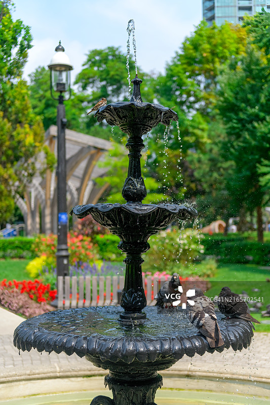 鸽子在水景喷泉图片素材