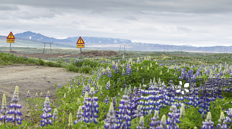 冰岛南部路边的阿拉斯加羽扇豆田野图片素材