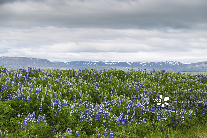 冰岛南部路边的阿拉斯加羽扇豆田野图片素材