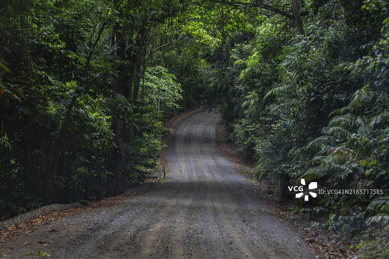 澳大利亚昆士兰州丹特里国家公园的热带雨林图片素材