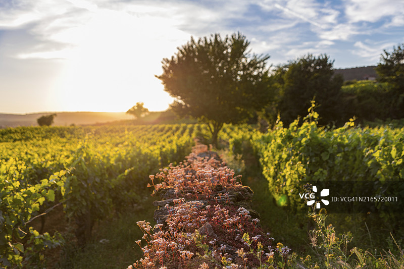 俯瞰法国波马尔葡萄园图片素材