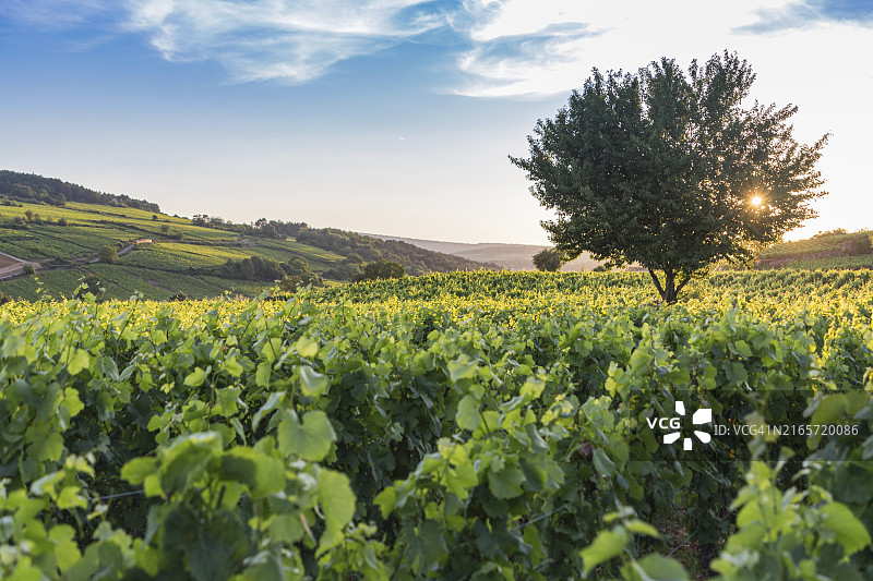 俯瞰法国波马尔葡萄园图片素材