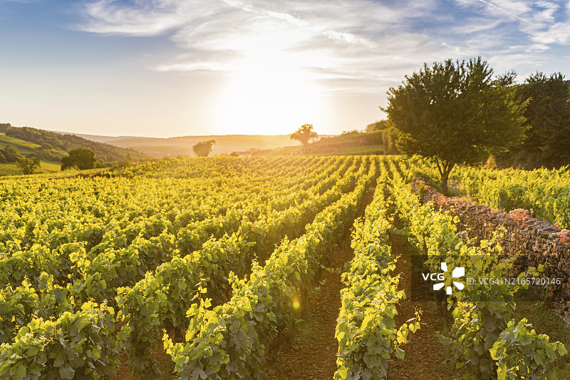 俯瞰法国波马尔葡萄园图片素材