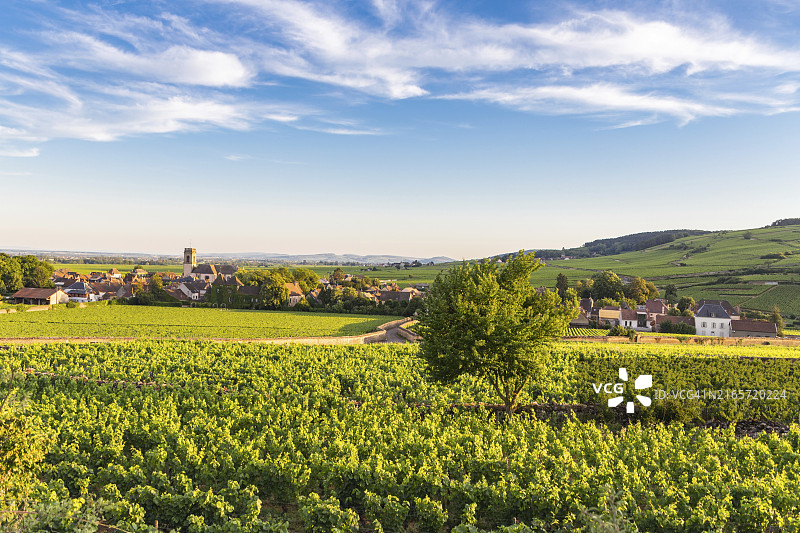 俯瞰法国波马尔葡萄园图片素材