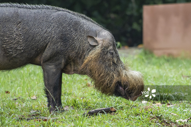 马来西亚巴科国家公园的婆罗洲胡须猪图片素材