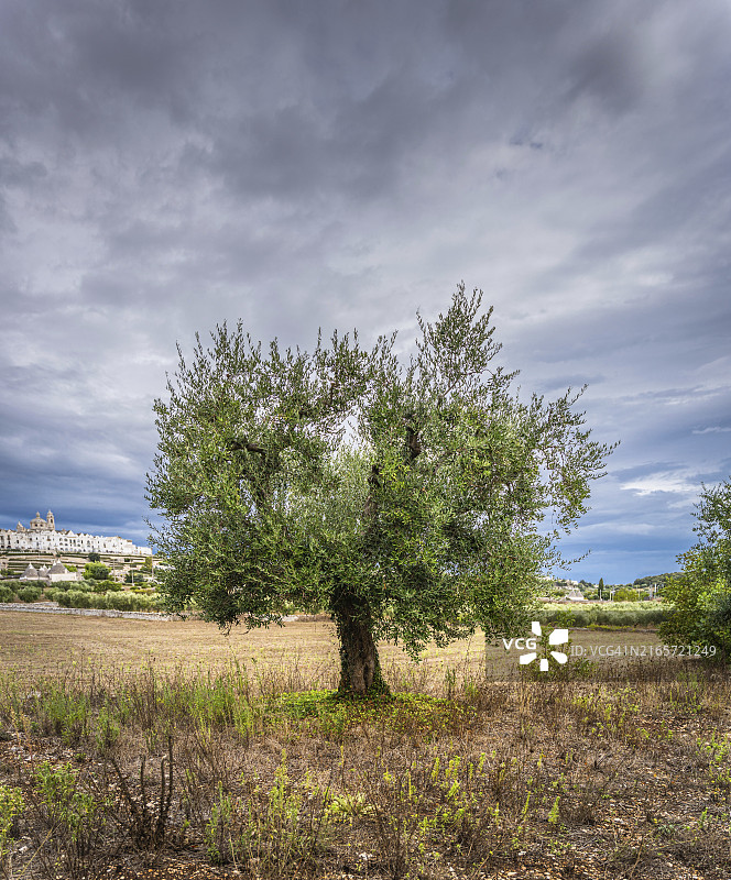 普利亚洛科罗通多橄榄树田天际线景色图片素材