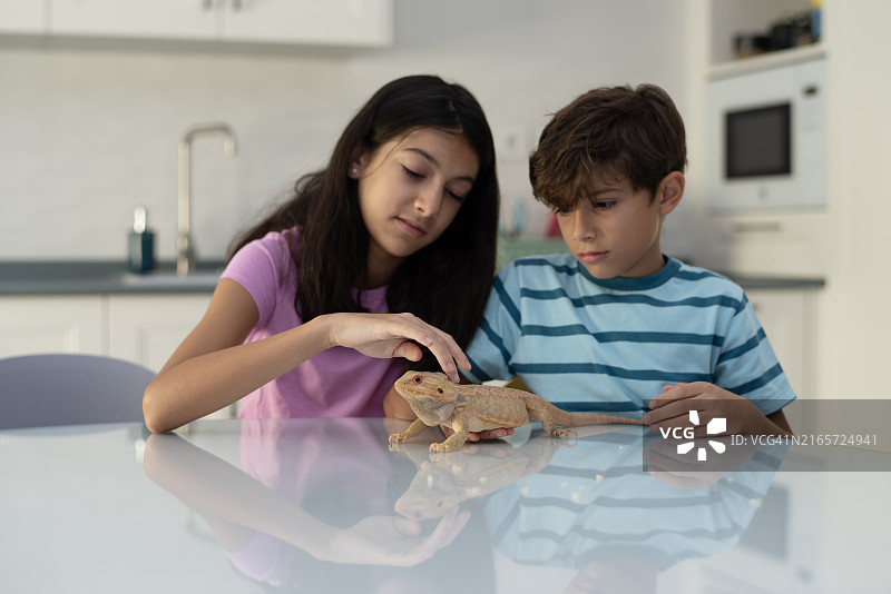 兄弟俩在厨房里和宠物鬃狮蜥玩耍图片素材