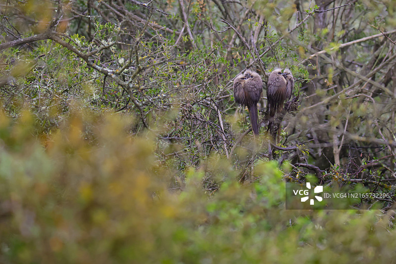 隐匿于茂密树叶中的斑点鼠鸟群图片素材