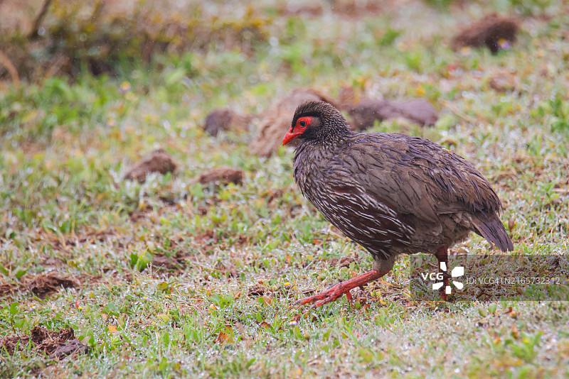 在地上觅食的红颈 spurfowl (Francolin)图片素材