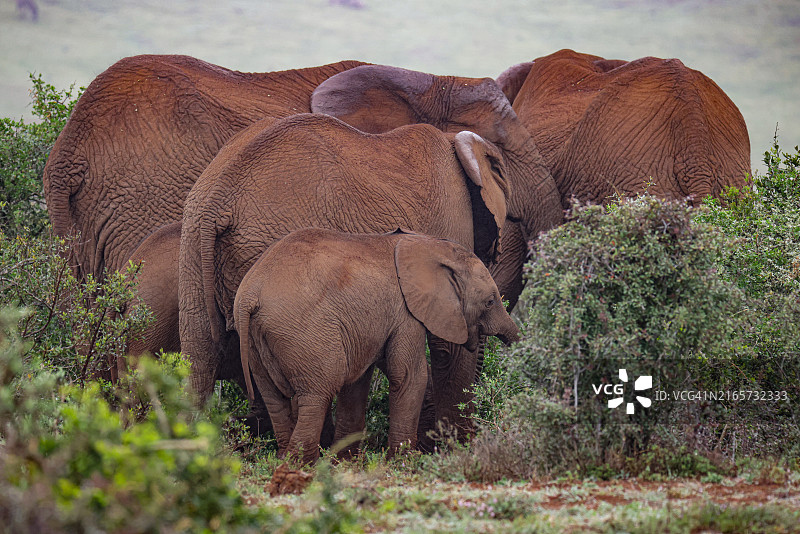 南非阿多国家公园的象群和小象图片素材