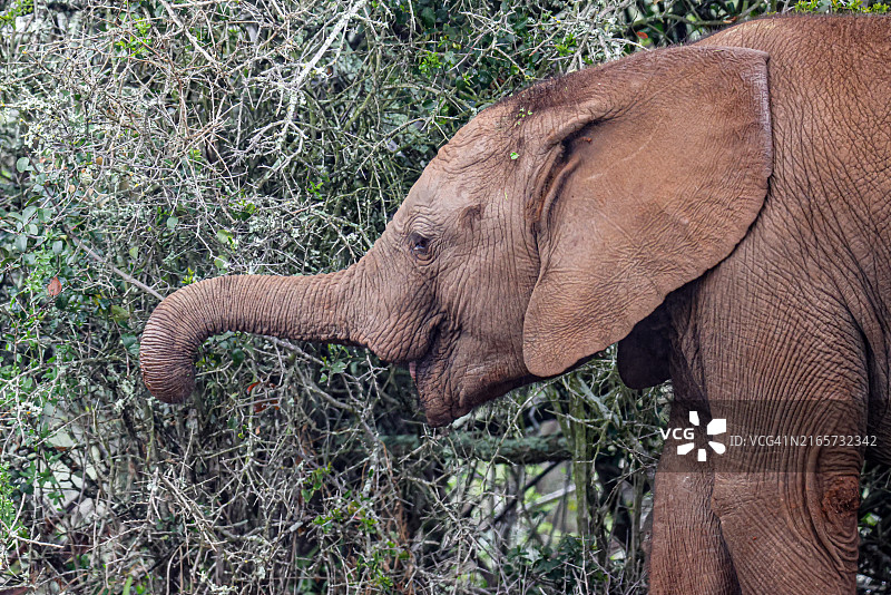 在南非阿多大象国家公园觅食的非洲幼象图片素材