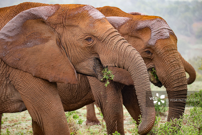 南非阿多国家公园里在雨中吃草的两只大象图片素材