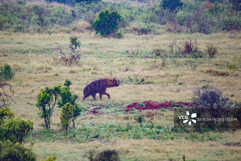 在平原上漫游的棕色鬣狗图片素材
