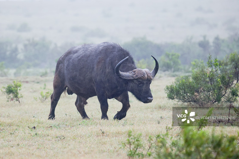 阿多国家公园内的非洲水牛，南非图片素材